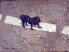 捨て犬（小犬）