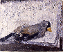 鳥．習作Ⅱ（しめ）