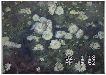 花（菊）