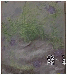 ききょう