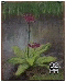 花（さくらそう）